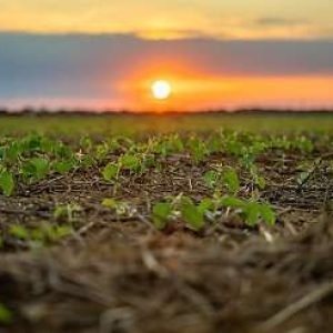 Mato Grosso tem 10 cidades entre as 20 maiores produtoras de soja do Brasil | Power Mix