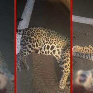 Filhote de onça morre atropelado por caminhonete na MT-358