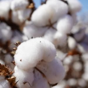 Produção de algodão fica mais barata, mas fertilizantes pressionam a conta em MT | Power Mix