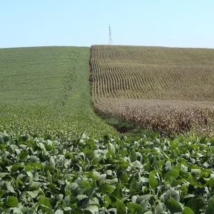 Sistema soja-milho aumenta produtividade e rentabilidade, aponta estudo
