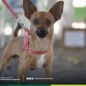 Nova Mutum realiza 2º Dia D da Campanha de Vacinação Antirrábica neste sábado