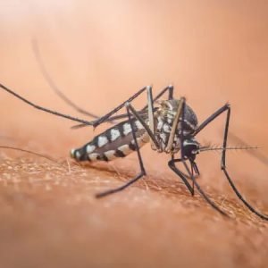 Por que existe o Dia Mundial do Mosquito — e o que isso tem a ver com o Nobel