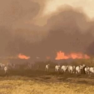 Corpo de Bombeiros combate 26 incêndios florestais nesta quarta-feira (19) – FOLHAMAX