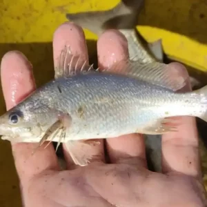 Peixes apresentam deformações recordes no litoral do Espírito Santo