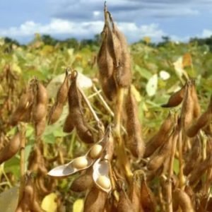 Grupo do agro cita tratamento de saúde de sócia e pede RJ de R$ 22 milhões | FOLHAMAX