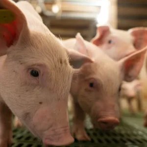 Volume de carne suína exportada sobe em julho de 2026, mas receita recua