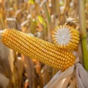 Recorde na safrinha: tecnologia eleva produção de milho em Mato Grosso – BRA 1