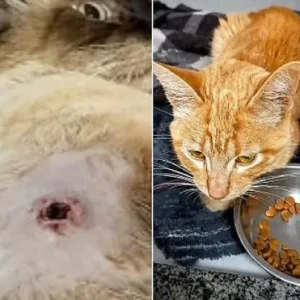 Gatos perdem movimentos das patas ao serem atingidos por balas de airsoft em Nova Mutum/MT