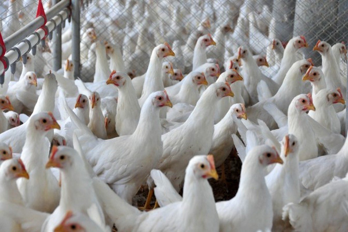 Aviário sem Salmonella - granja