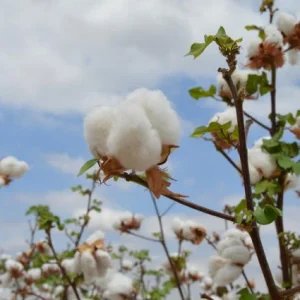 Apesar de negócios seguirem pontuais, cotação do algodão sobe