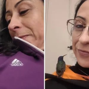 “Ganhei um beijinho”: Mulher relata despedida emocionante de beija-flor reabilitado em casa