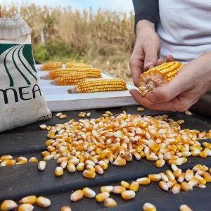 Lavouras de milho em Mato Grosso têm 100% da área colhida pelo Imea