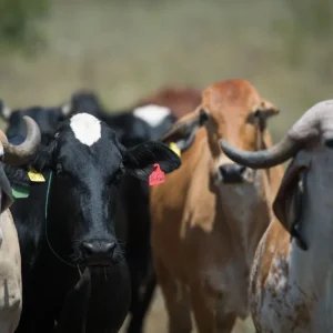 CNA vai manter investimentos em pesquisas para o agro, diz João Martins