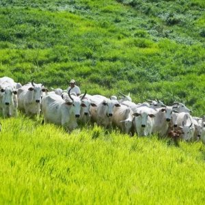 Projeto da CNA leva ‘mar verde do sertão’ para enfrentar a seca