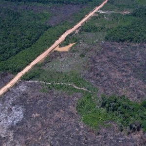 Desmatamento na Amazônia cai 36,87% no último ano
