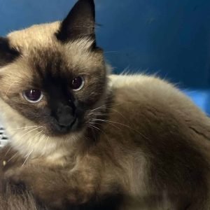 Segunda etapa de vacinação de gatos e cães contra raiva em Nova Mutum é sábado