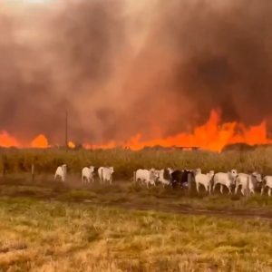 VÍDEO: gado foge de incêndio que atinge fazendas; fogo avança por áreas rurais de três estados