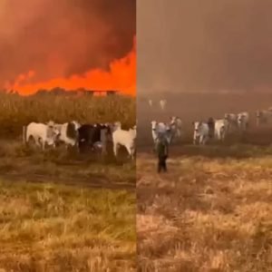 Fogo avança sobre bois em pasto e bombeiros fazem combate a incêndio no interior; veja vídeo • Olhar Direto