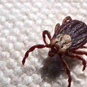 SP registra 18 mortes por febre maculosa em 19 casos confirmados