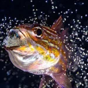 Concurso Fotógrafo Oceânico do Ano anuncia finalistas; veja imagens