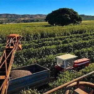 Em ritmo lento, colheita de café chega a 66% no Cerrado Mineiro