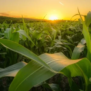 Mato Grosso: Vendas de Milho da Safra 2025/26 Atingem 64,29% e Soja Alcança 93%