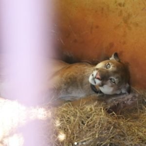 Onça-parda resgatada debilitada é solta após 9 meses de recuperação em reserva de MT