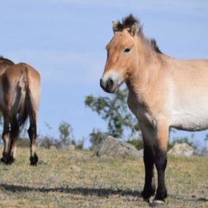 Takhi, o cavalo selvagem que virou símbolo de restauração na Mongólia