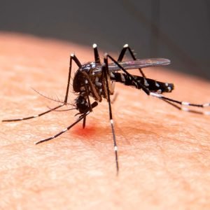 Veja bairros de Cuiabá com alto risco de infestação pelo Aedes aegypti