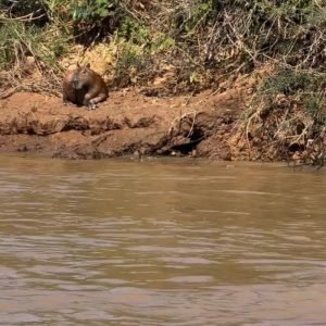 Capivara escapa de ataque de onça-pintada no Pantanal de MT