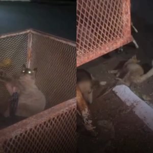 Homem é preso suspeito de matar pássaros e atirar em gatos em MT