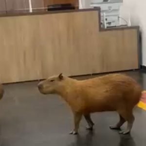 Dia de trabalho: duas capivaras invadem ALMT e passeiam por recepção