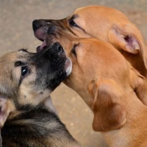 Tutores poderão levar cães e gatos para vacinação antirrábica gratuita neste sábado (15) em Cuiabá; veja locais