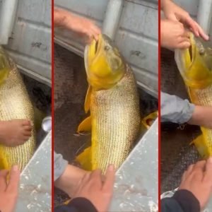 VÍDEO: pescador se distrai e leva mordida de dourado em MT