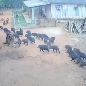 VÍDEO: 'porcos selvagens' invadem quintal de casa e colocam moradores para correr em MT
