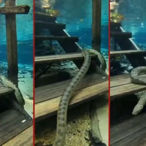 VÍDEO: cobra ‘sobe’ escada submersa em rio de águas cristalinas em MT