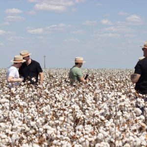Campo Verde transforma produção de algodão em oportunidades de investimento