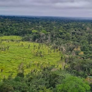 Imazon aponta desmatamento zero em 60% de terras indígenas na Amazônia