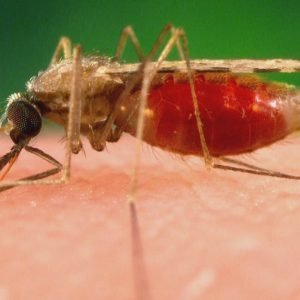 Mosquito que viajou de avião mata dois por malária na Alemanha