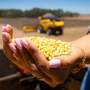 Conheça os “Reis da Soja”, os municípios que mais produzem o grão no Brasil; líder supera 2 milhões de toneladas