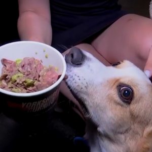 Pizza e cerveja para cachorro? Conheça o mercado de rua que virou febre em Londres