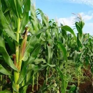 Mercado de grãos: milho sobe, soja tem demanda aquecida e trigo perde área