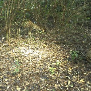 Onças formam casal inesperado em Parque Nacional do Iguaçu