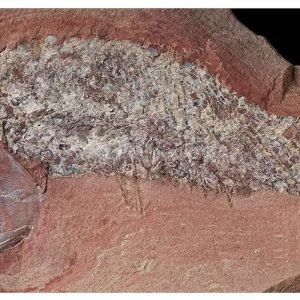 Estudo mostra fóssil de peixe pré-histórico encontrado em Mato Grosso