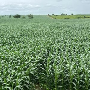 Agosto será mais quente e seco em Mato Grosso, mas clima favorece colheita no campo, diz Conab
