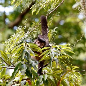 Entidade cobra compromisso de candidatos com direitos da natureza