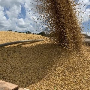 Justiça autoriza recuperação judicial de R$ 22,7 milhões de grupo de produtores rurais • Olhar Direto
