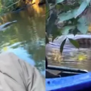Pescador encontra sucuri gigante descansando de barriga cheia em rio do MS