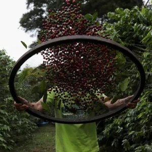 Café fica mais caro mesmo com o avanço da colheita