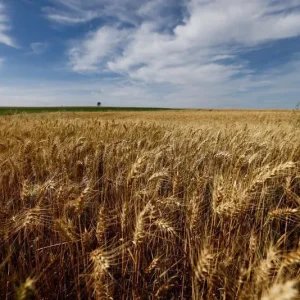 Canetas emagrecedoras desafiam indústria de alimentos, mostra estudo